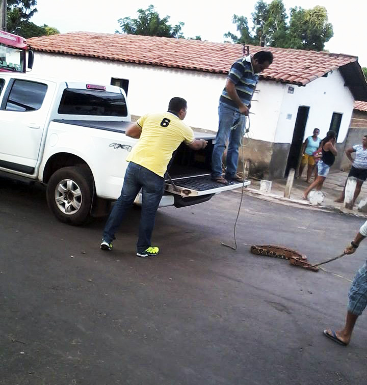 Cobra jiboia de mais de 2 metros é capturada por moradores do centro de Altos