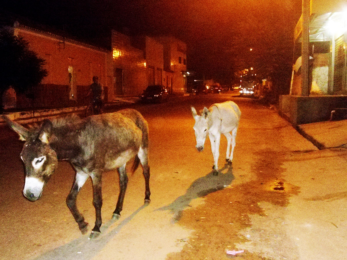 Trabalhos de correição animal iniciam nesta segunda-feira (19)