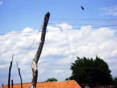 Pau D'Árco: poste de madeira ameaça cair em cima de casas no interior