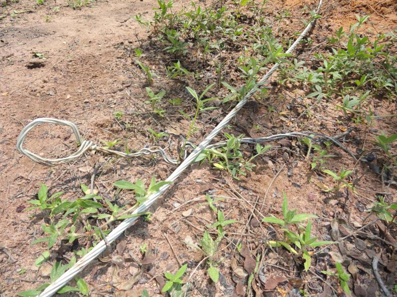 Mulher morre eletrocutada na zona rural de Altos