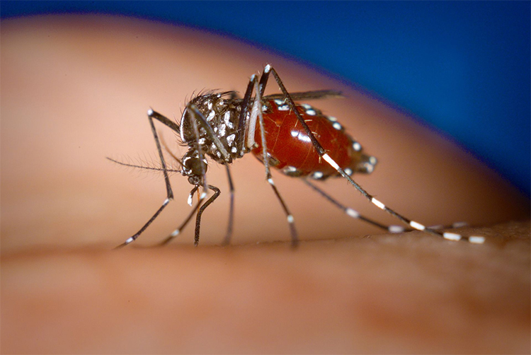 Alerta: PI possui 105 casos suspeitos da Febre Chikungunya; em Altos, 06 casos suspeitos foram notificados