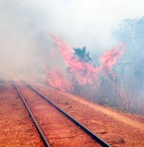 Incêndio provoca a morte de vários animais no bairro Triângulo, em Altos