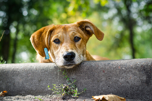 Centro de Zoonoses vai recolher cães soltos nas ruas de Altos