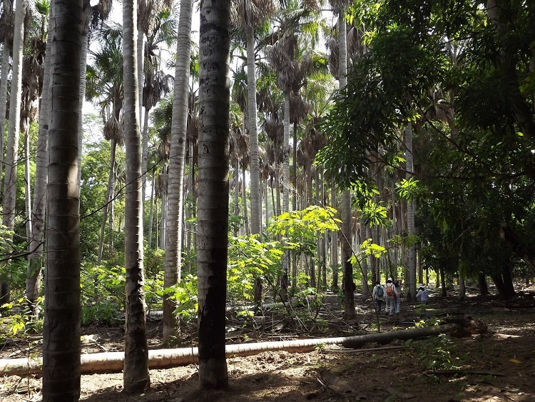 Pesquisadores da UFPI e da UFRGS estudam floresta fóssil em Altos