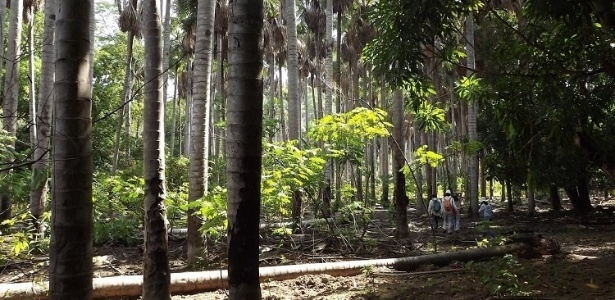 Floresta fóssil em Altos tem troncos com mais de 270 milhões de anos