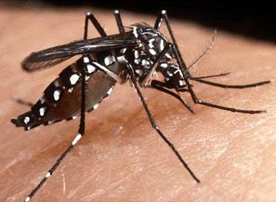 Ministério da Saúde diz que Altos encontra-se em estado de alerta de infecção pela dengue