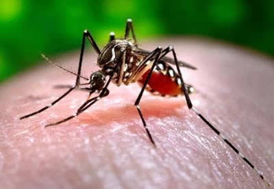 Altos receberá R$ 32.382,60 para combater a dengue