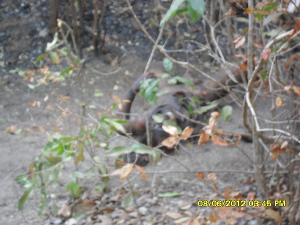 Corpo carbonizado é encontrado na zona rural de Altos