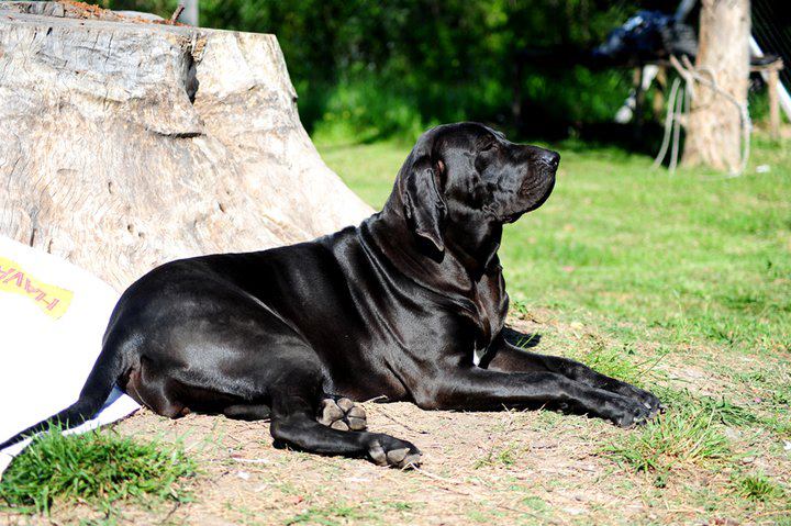 Cães são mortos por envenenamento em Altos