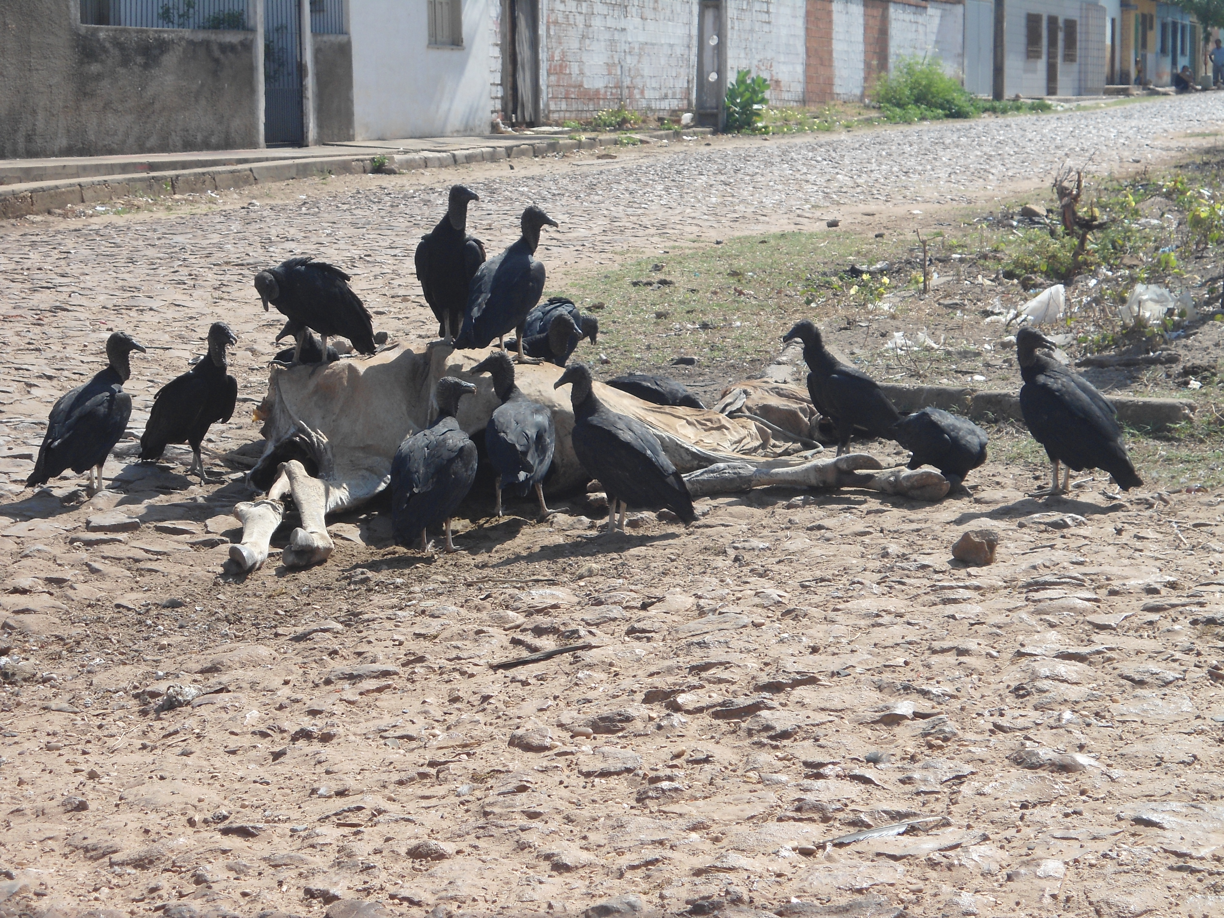 Animal morto causa transtorno para moradores do centro 