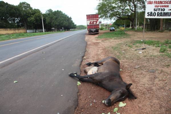 Animais na pista causam acidente na BR 343, entre Altos e Teresina