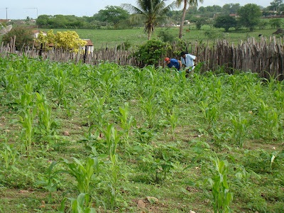 Chuvas chegam tarde demais para reavivar lavouras de pequenos agricultores, em Altos